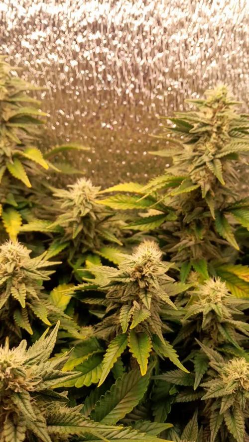 Batekú micro grow
