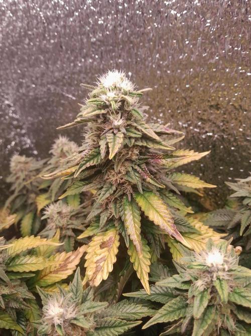 Batekú micro grow. Week 9