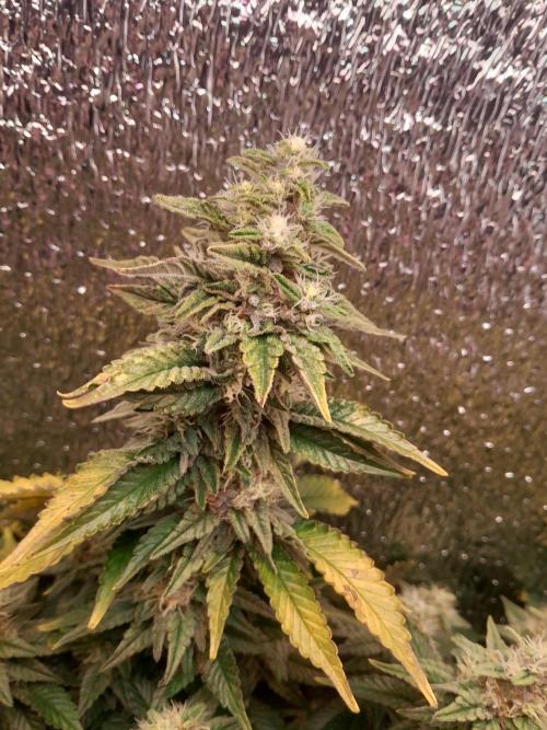 Batekú micro grow. Week 9
