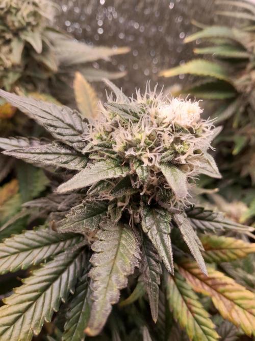 Batekú micro grow. Week 9