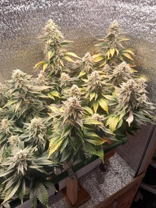 Batekú micro grow. Week 9
