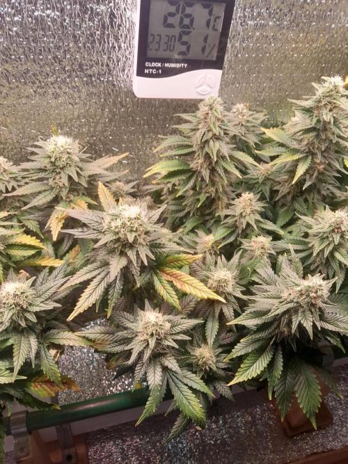 Batekú micro grow. Week 9