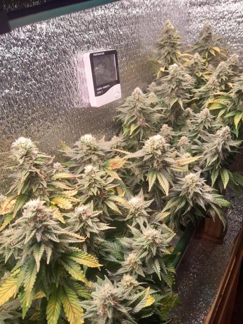 Batekú micro grow. Week 9