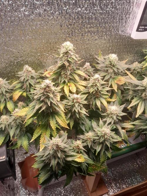 Batekú micro grow. Week 9