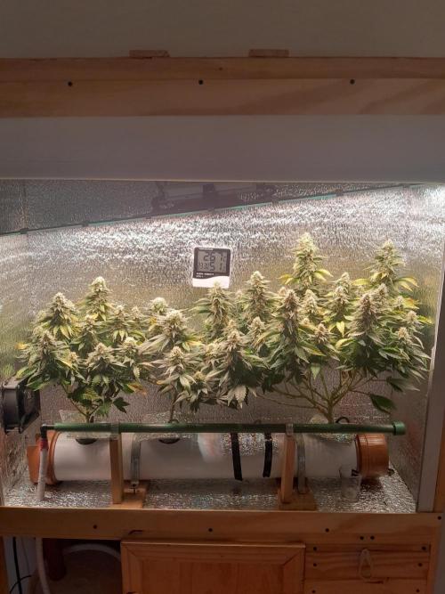 Batekú micro grow. Week 9