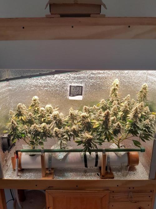 Batekú micro grow. Week 10