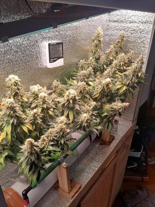 Batekú micro grow. Week 10