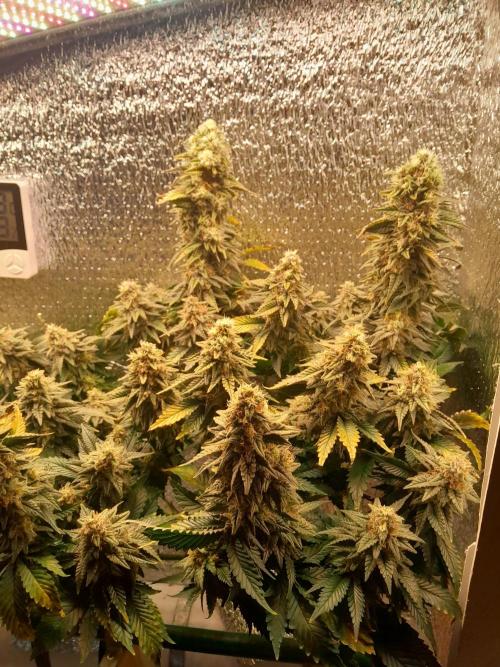 Batekú micro grow. Week 10