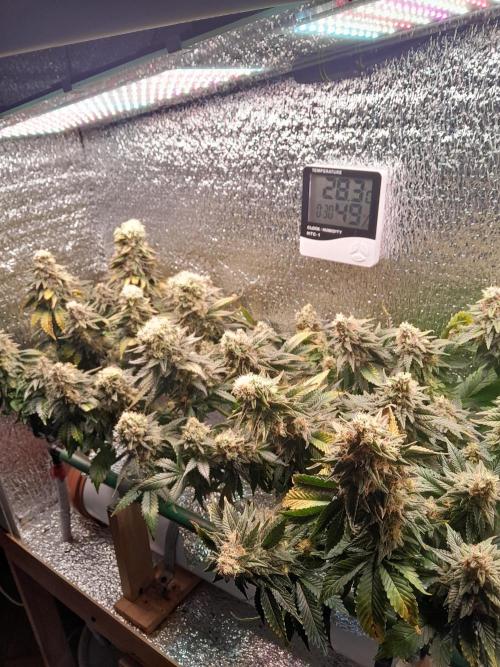 Batekú micro grow. Week 10