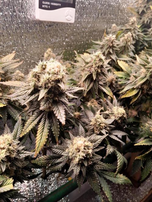 Batekú micro grow. Week 10