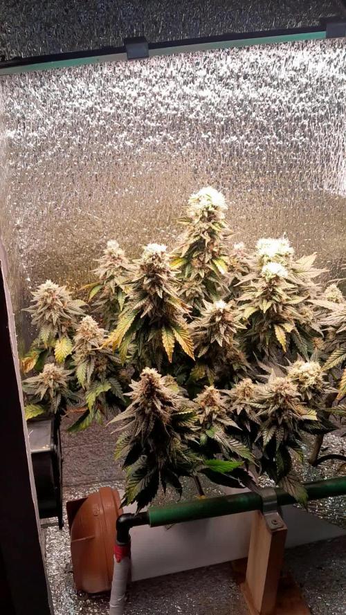 Batekú micro grow