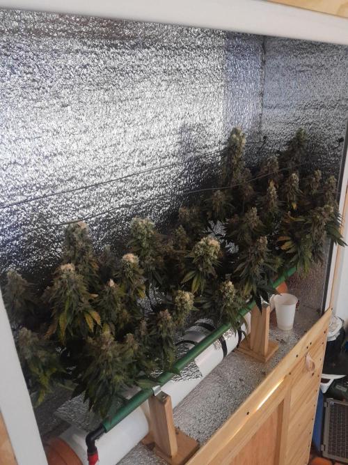 Batekú micro grow. Week 11