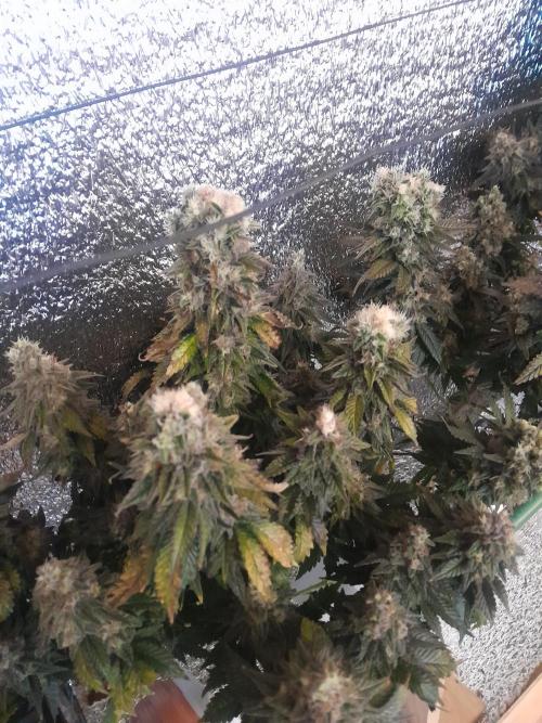 Batekú micro grow. Week 11