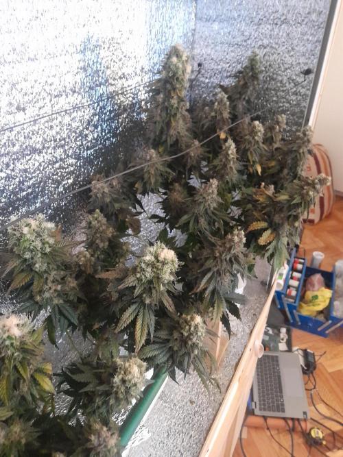 Batekú micro grow. Week 11