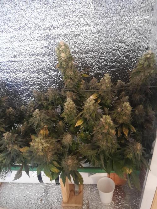 Batekú micro grow. Week 11
