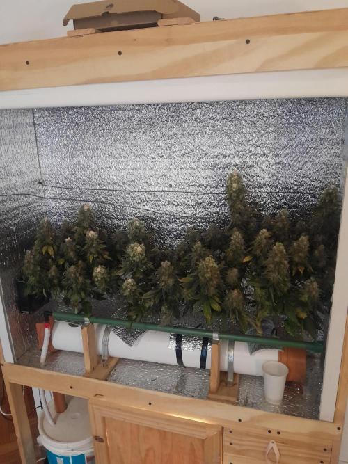 Batekú micro grow. Week 11