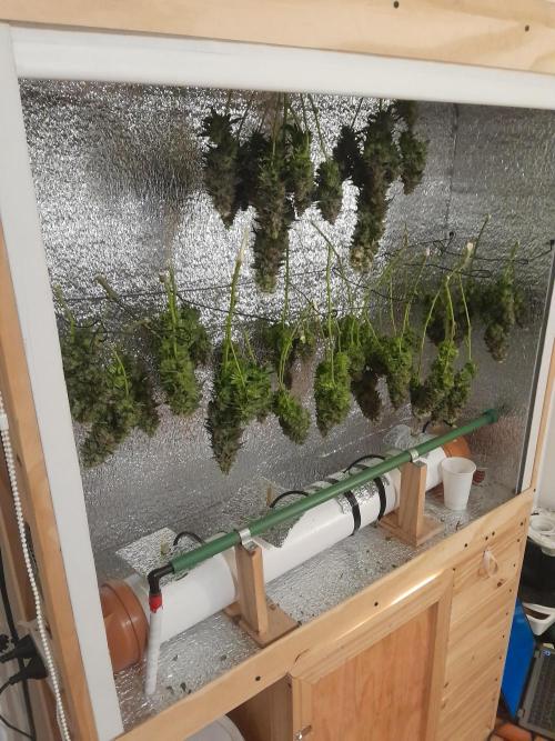 Batekú micro grow. Week 11
