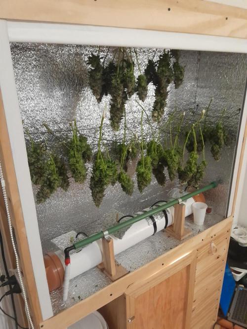Batekú micro grow. Week 11