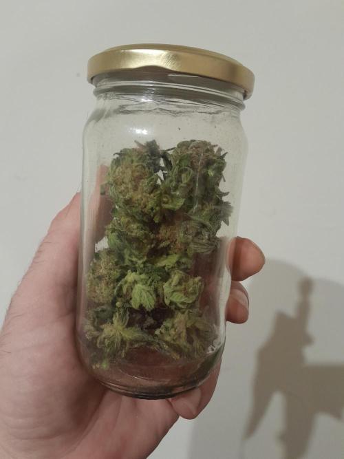 Batekú micro grow. Week 11