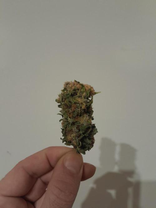 Batekú micro grow. Week 11