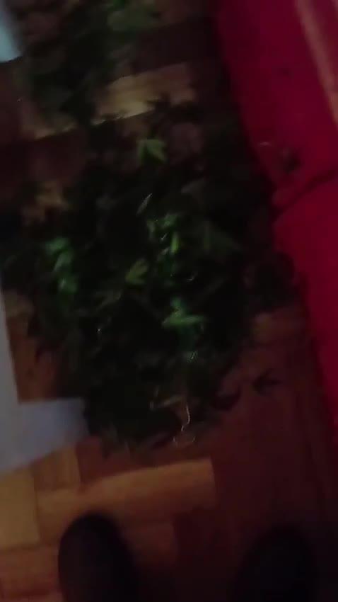Jamaican hydro.