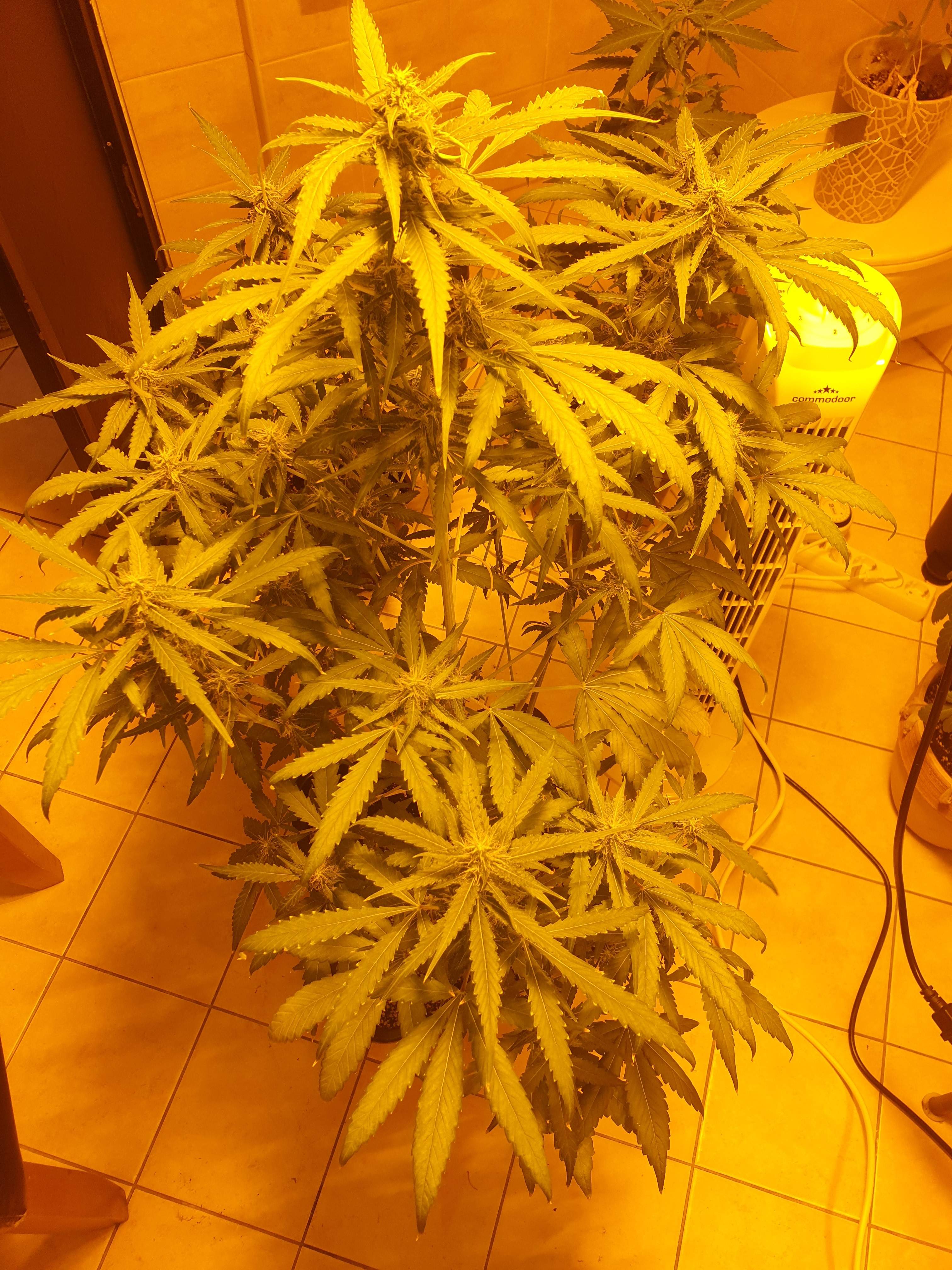 Green House Seed Co. Super Lemon Haze Auto grow diary (journal) week7