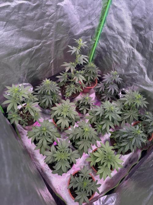 amnesia. Week 3 - first veg week after seedling 