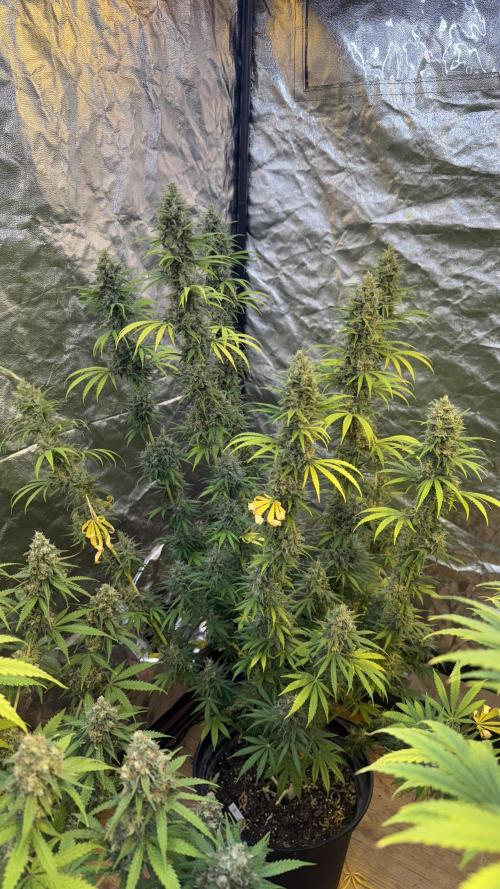 amnesia. Week 7 - regular ))