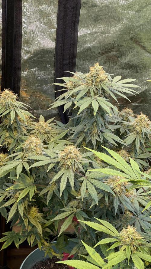 amnesia. Week 7 - mazar from sensi 