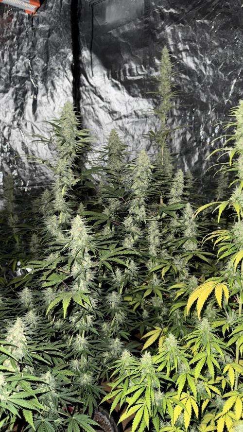 amnesia. Week 7 - gorilla reg 