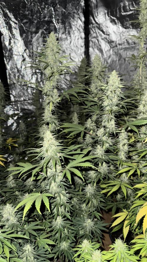 amnesia. Week 7 - gorilla reg