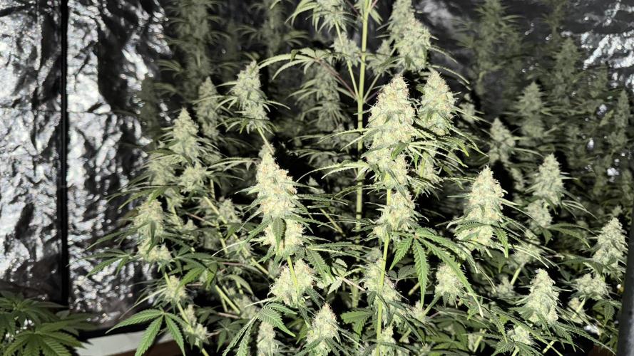 amnesia. Week 7 - amnesia 