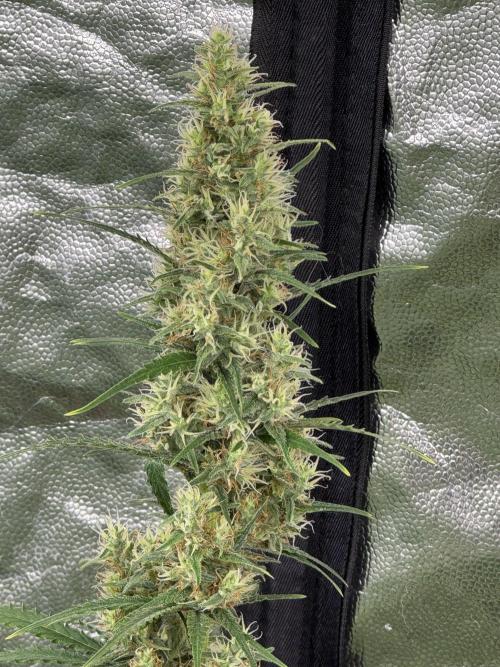 amnesia. Week 7 - sativa- not remember what in soil 

000)