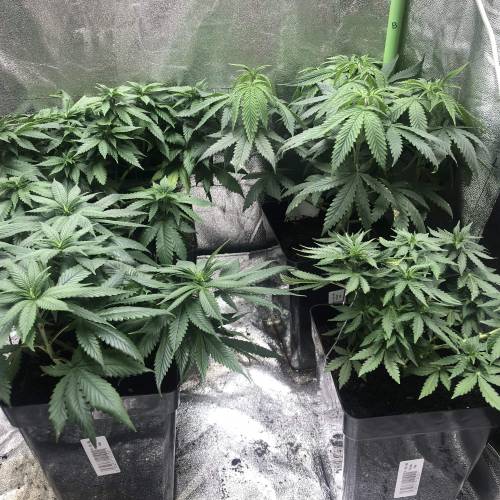 Girl Scout Cookies Auto, Stardawg Auto, Auto Gelato, Royal Critical