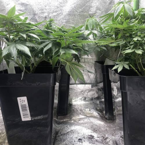 Girl Scout Cookies Auto, Stardawg Auto, Auto Gelato, Royal Critical