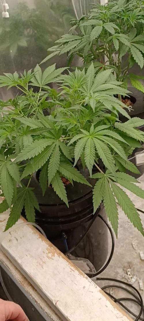 Candy from Divine Seeds