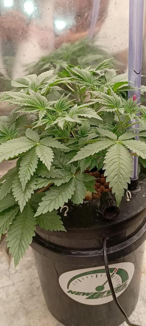 Strawberry Amnesia Herbies Seeds
