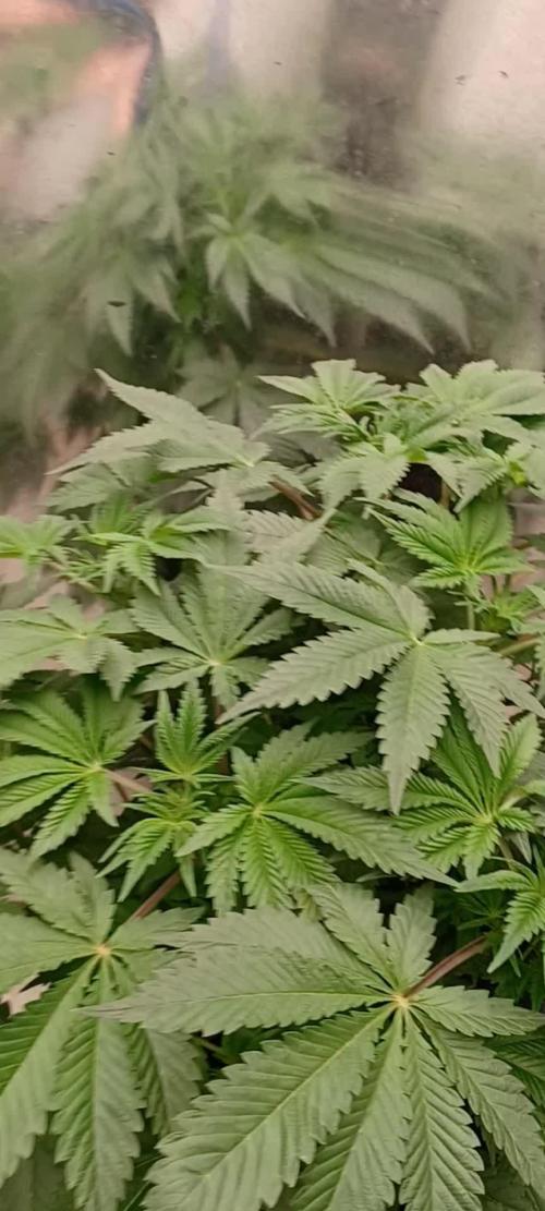 Strawberry Amnesia Herbies Seeds