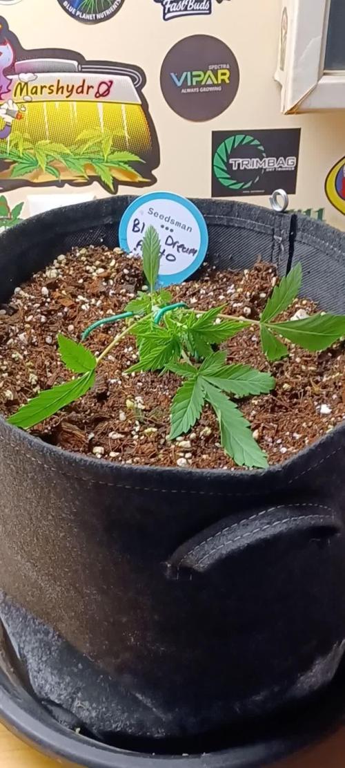 Blue Dream Auto Seedsman Contest