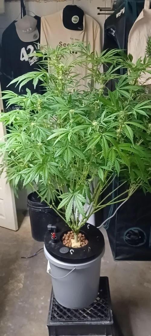 Runtz Punch Herbies Seeds 