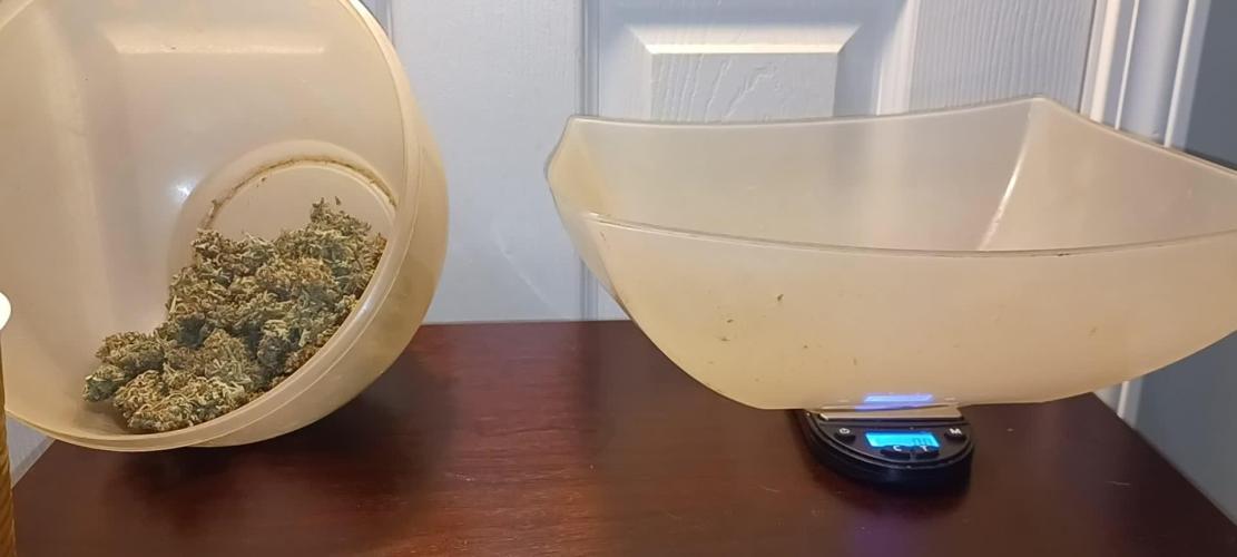 Green Cure CBD Auto from Zamnesia seeds solo cup