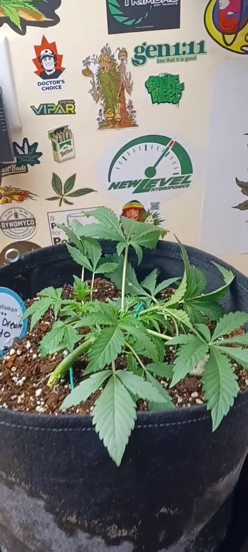 Blue Dream Auto Seedsman Contest