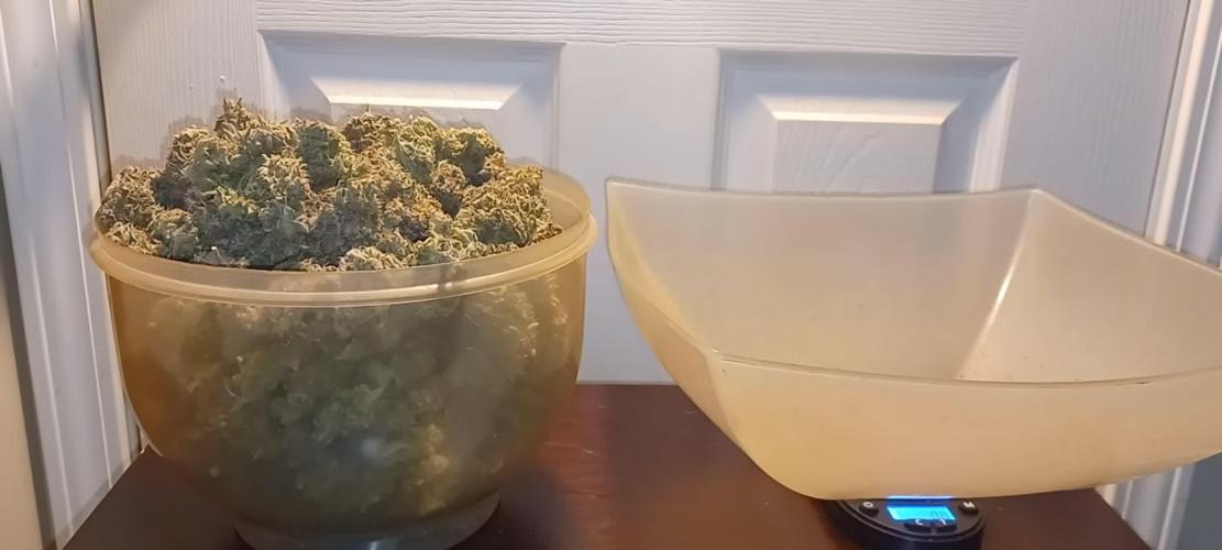 RSV11 Terpyz mutant Genetics