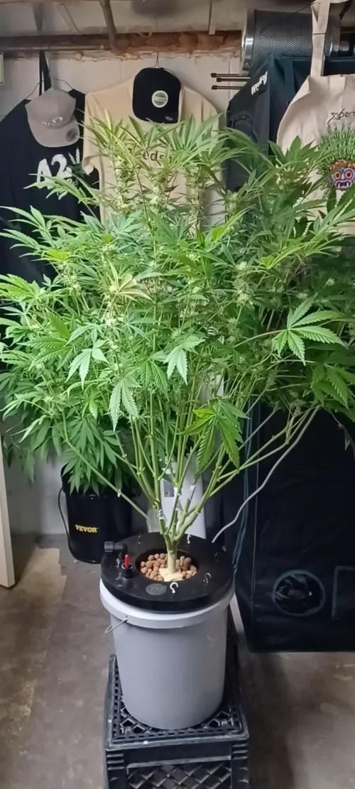 Runtz Punch Herbies Seeds 