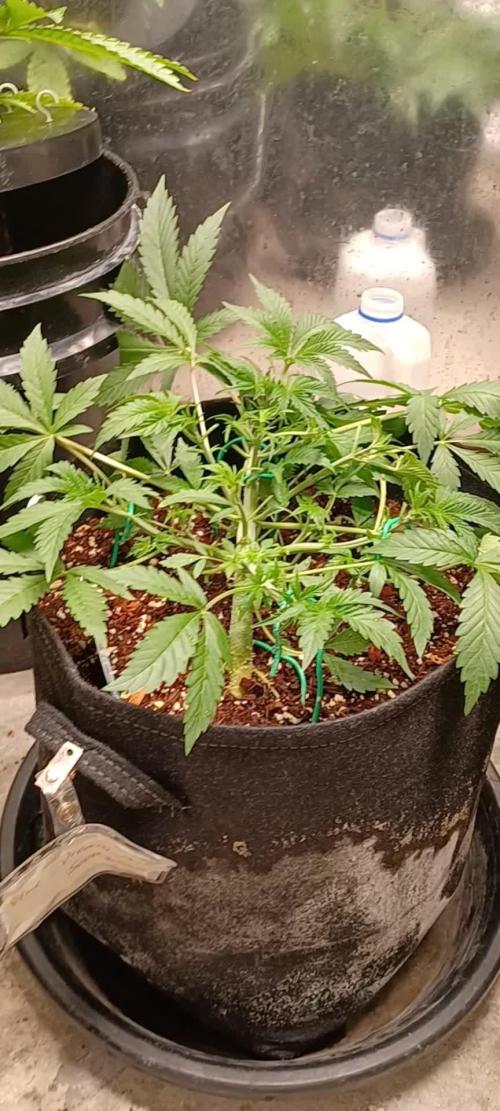 Blue Dream Auto Seedsman Contest