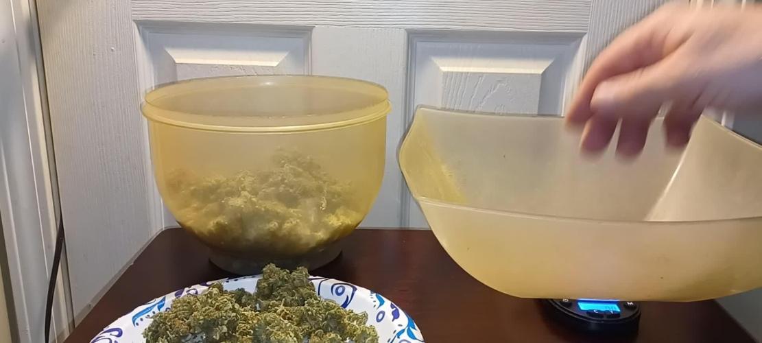 Mandarin Squeeze sisters growTerpyz Mutant Genetics 