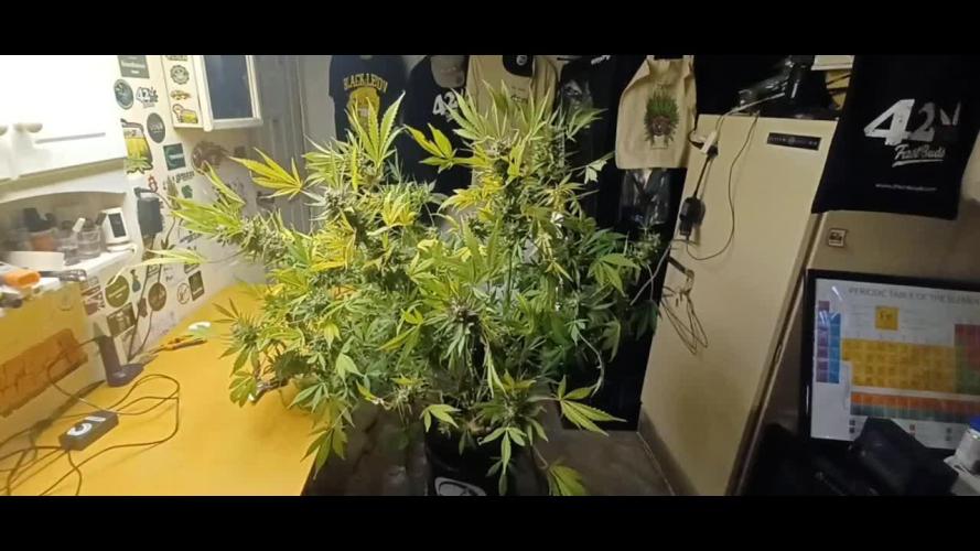 Runtz Punch Herbies Seeds 