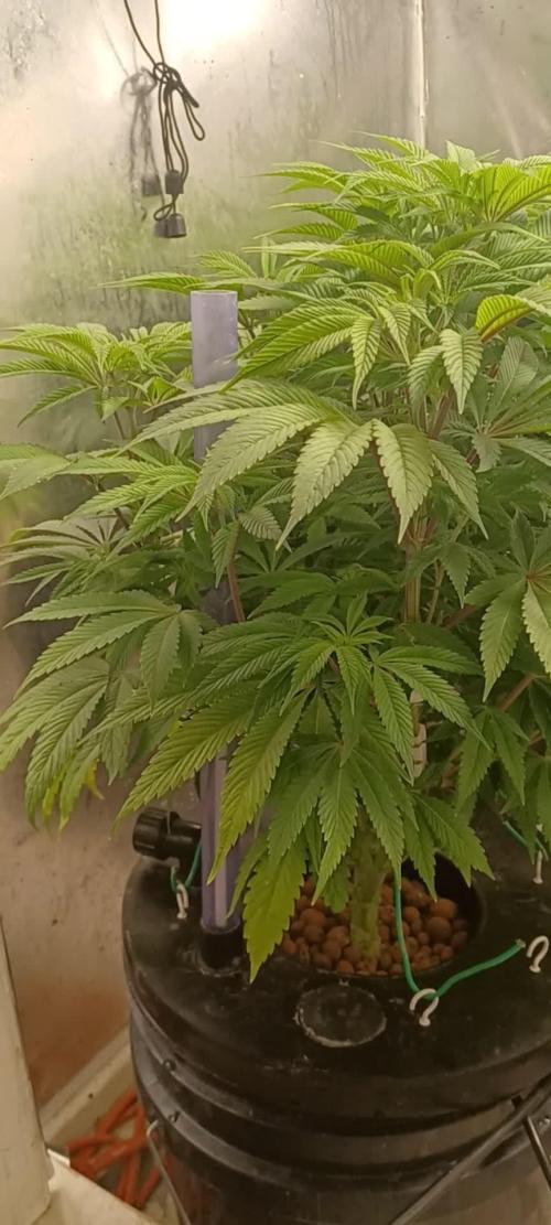 Ze Chem Bang Terpyz Mutant Genetics