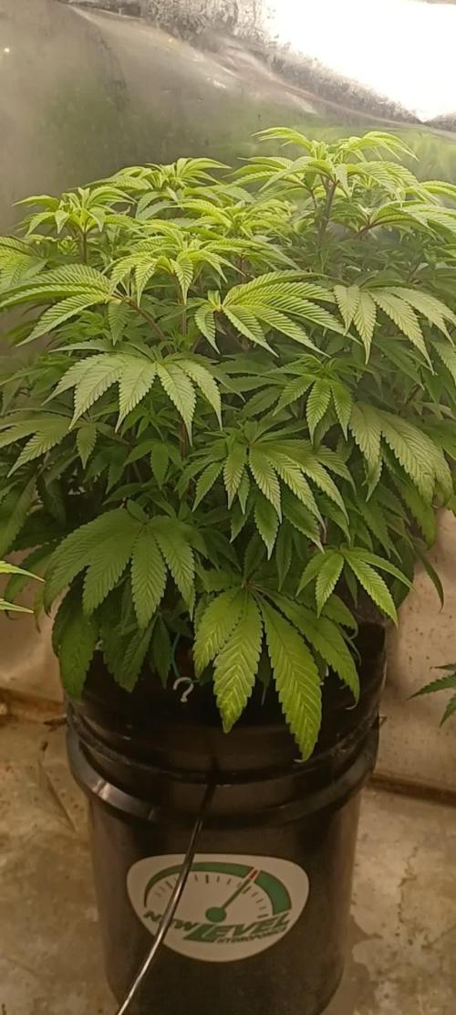 Zealix from Terpyz Mutant Genetics