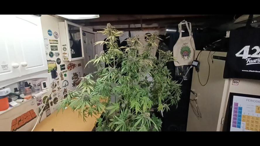 Candy from Divine Seeds